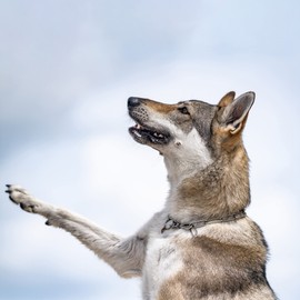 Herm Sprenger Stainless Steel Fur Saver Dog Collar Long Link Professional Training Collar Assembly Chain with Snap Hook Correction Chain Made in Germany (24in (62cm))