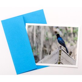Bird Photography Smooth Note Cards 8 w/10 Colored Envelopes, Boxed Set (4.25"x 5.50") Blank Inside - Made in USA