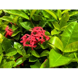 Nora Grant Ixora Plant | 10 Live Plants | Vibrant Pink Blooms | Tropical Flowering Shrub | Ideal for Landscapes & Gardens | Lush Decorative Foliage | Ixora coccinea