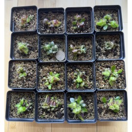 Unbranded Cephalotus follicularis typical form medium potted