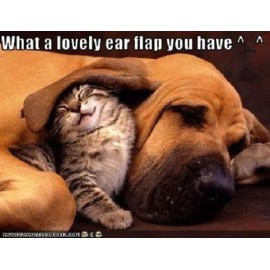 Humorous dog Blood Hound  & cat refrigerator magnet 3 1/2 X  4 1/2 " Made in USA