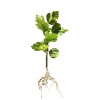 FixtureDisplays Rose Of Sharon Hibiscus Organic Live Plant w/ Roots