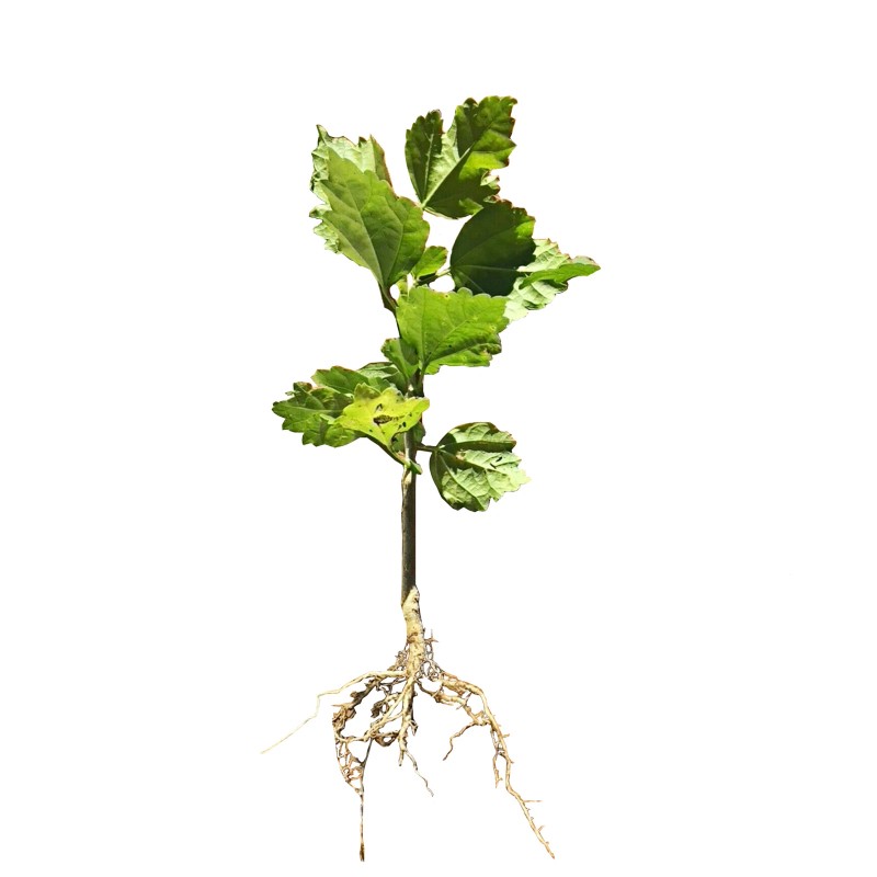 FixtureDisplays Rose Of Sharon Hibiscus Organic Live Plant w/ Roots