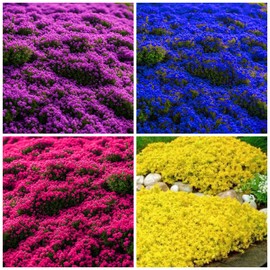 6000+ Mixed Creeping Thyme Seeds for Planting - Heirloom Flowers Perennial Thyme Non-GMO Thymus Serpyllum Seed Ground Cover Plants