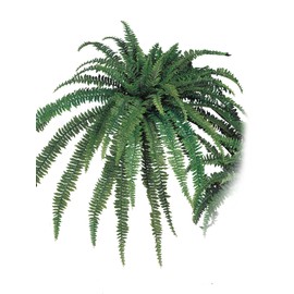 Larksilk Boston Fern Artificial Plants Fake Silk Indoor House Plant or Outdoor Bush, Hanging Basket or Planter, 82” Inch Diameter 77 Fronds