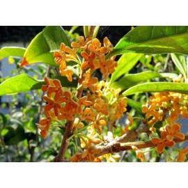 Trifecta Botanicals Osmanthus fragrans Seeds - Sweet Tea Olive TCM Evergreen Shrub Planting Seeds - 10 seeds