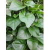Mai's Family 100 Organic Green Stem Malabar Spinach Alugbati Mong