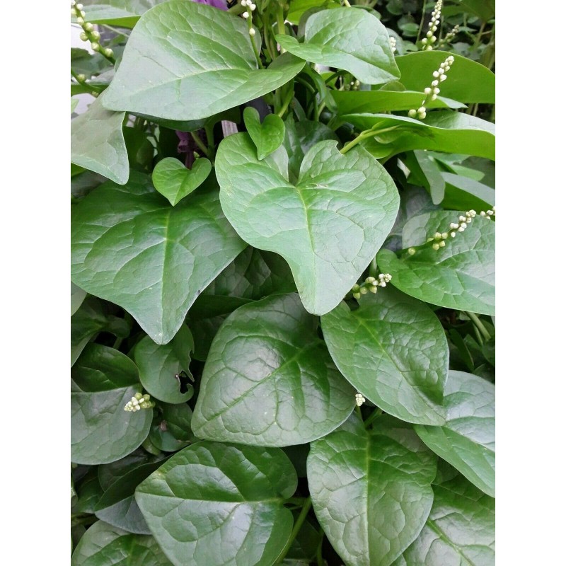 Mai's Family 100 Organic Green Stem Malabar Spinach Alugbati Mong