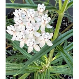 Arizona Milkweed Butterfly Asclepias angustifolia Premium Seeds for Planting Packet Monarch