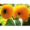 KIRA SEEDS - Seeds Teddy Bear Sunflower - Yellow Double