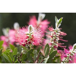 Nature Plant Green Red Flower Pink Garden-20 Inch by 30 Inch Laminated Poster with Bright Colors and Vivid Imagery-Fits Perfectly in Many Attractive Frames