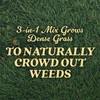 O.M. Scott and Sons Tall Fescue Blend Grass Seed -