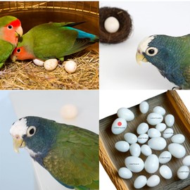 8 PCS Solid Parrot Plastic Eggs/Trick The Birds to Stop Laying Eggs/Suit for Green Cheek, Lorikeet&Ringneck Dove, Quaker, Cockatiel(0.96 * 0.7in/24 * 18mm)