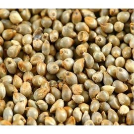 BSD Organics HealthY Pearl Millet / Kambu - 100 g / 0.22 Pounds