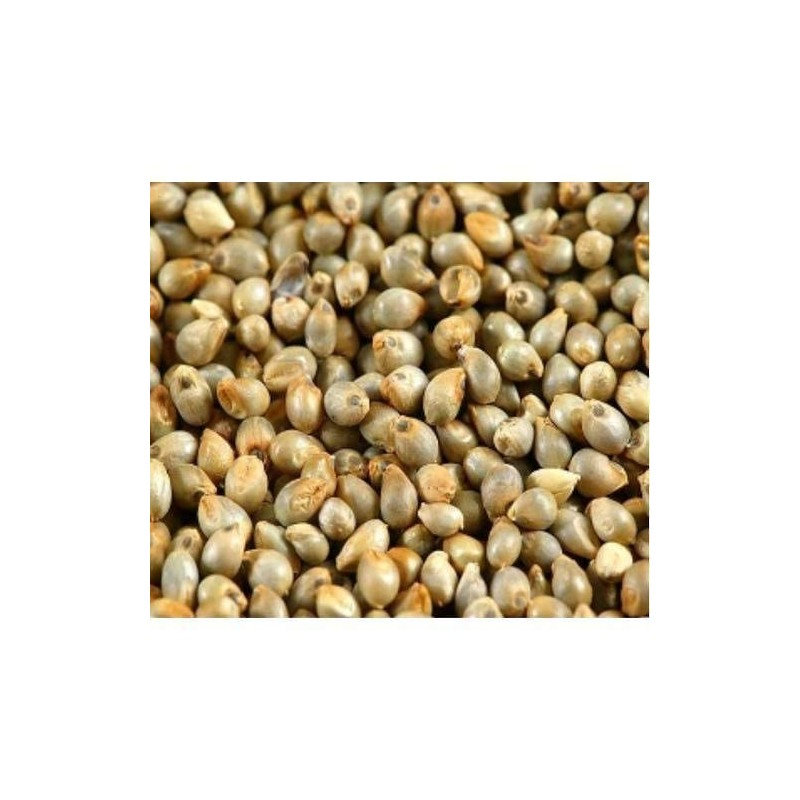 BSD Organics HealthY Pearl Millet / Kambu - 100 g