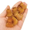 South African Dried small whelk Conch head 南非紅螺頭 Free worldwide
