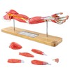 EVOTECH SCIENTIFIC Human Muscular Arm Anatomy Model, 7 Part 2/3