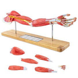 EVOTECH SCIENTIFIC Human Muscular Arm Anatomy Model, 7 Part 2/3 Life Size