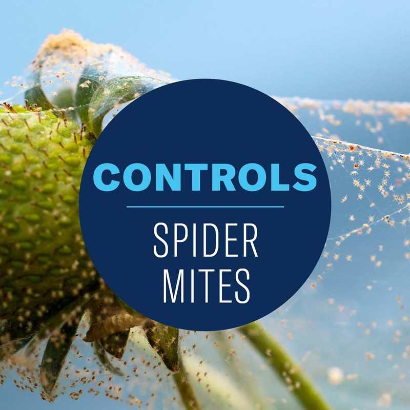 BioAdvanced Organics Brand Neem Oil, Ready-to-Use, 1 Gal