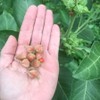 Semillas de Ashwagandha Gaea's Blessing – Relíquia sin OMG, frescas