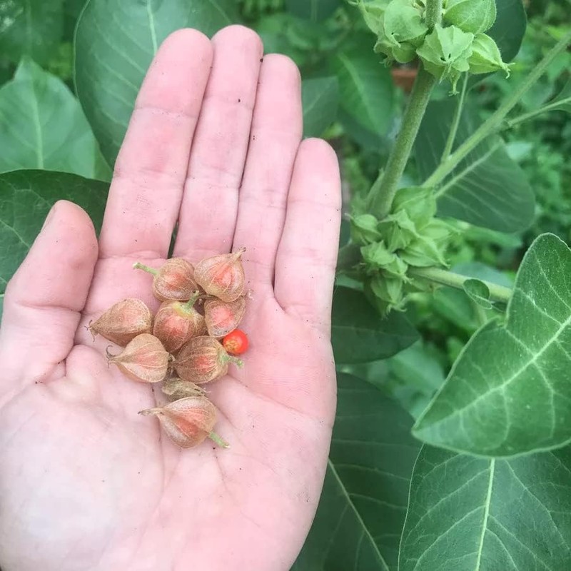 Semillas de Ashwagandha Gaea's Blessing – Relíquia sin OMG, frescas