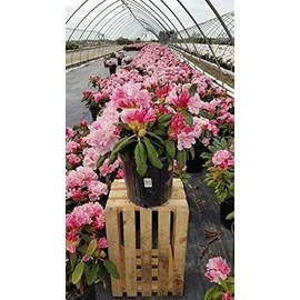 Green Promise Farms Rhododendron Yak. `Prince` Evergreen, 3 Size Container, Pink Flowers with Dark Pink Edge