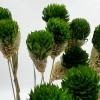 Bergamo Art Bundle of 4 Dried Gomphrena Globosa 22-24" long