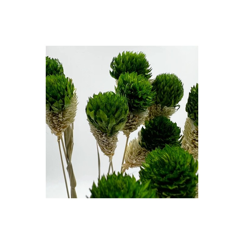Bergamo Art Bundle of 4 Dried Gomphrena Globosa 22-24" long
