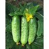 22Day Seeds: Seeds Cucumber Titus F1 Open-Pollinated / 45 Days/Non