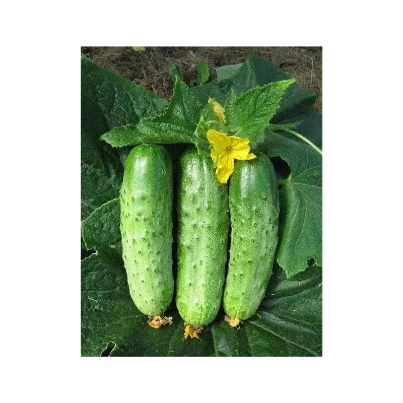 22Day Seeds: Seeds Cucumber Titus F1 Open-Pollinated / 45 Days/Non
