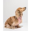 Wild One Harness 2.0 - Medium - Pink