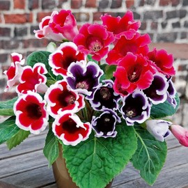 500+ Mixed Gloxinia Brocade Seed for Planting Perennial Gloxinia Brocade Flower Ornamental Flowering Plant Beautiful Potted Plants Attract Butterflies and Bees