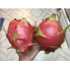 Cactus Red Dragon Fruit 2 Cutting 9-14" Hailey's Comet