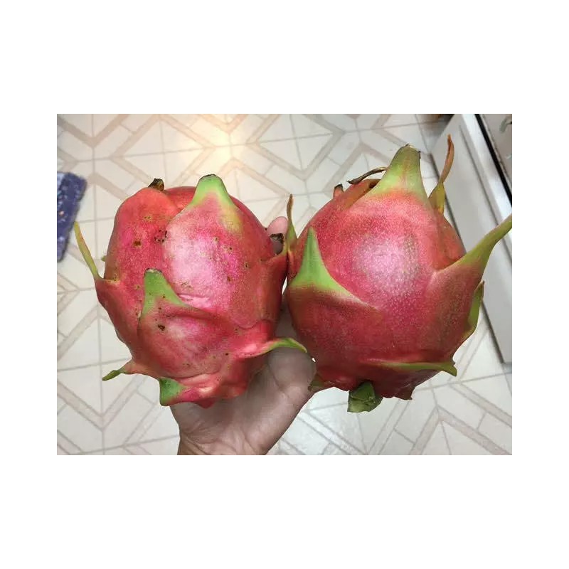 Cactus Red Dragon Fruit 2 Cutting 9-14" Hailey's Comet