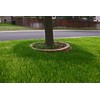 St. Augustine 'Floratam' 3 Inch Sod Plugs - 18 Extra