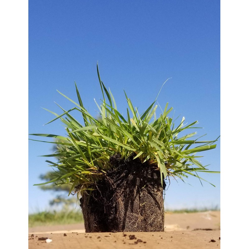 Zoysia Plugs - 100 Large Plugs, Drought Tolerant, Low Maintenance