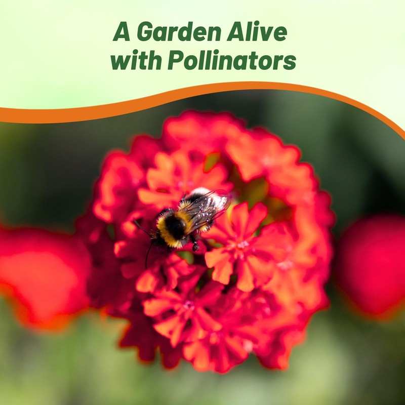 Outsidepride Chalcedonica Lychnis Seeds - 5000 Pcs Perennial Flower Seeds