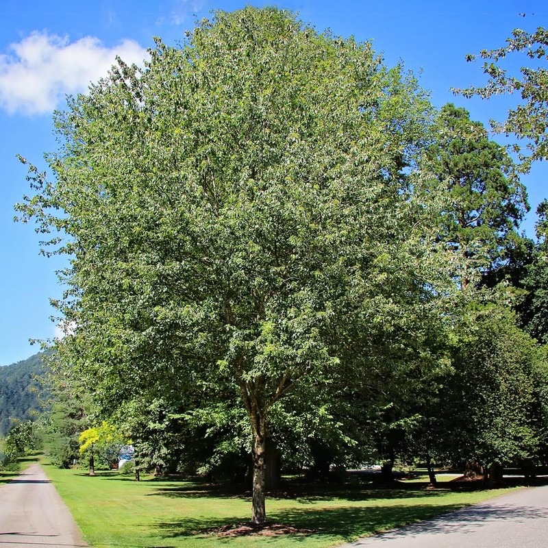 Red Maple, Deciduous, Tall, Shade Tree, Hardy, Rapid Growth, 5