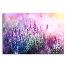 Wildlife Photography Blossom Lavender in the Sun
