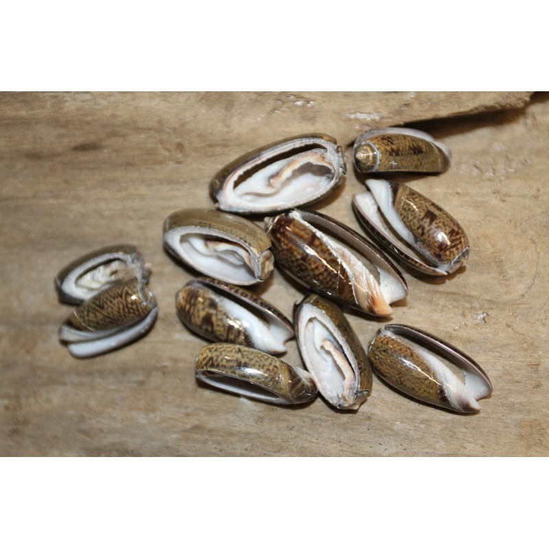 50- Natural Black Olive Seashells for Crafts, Precision Top Cut