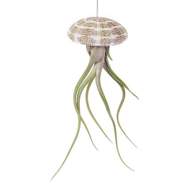 Hanging Air Plant Jellyfish - Sea Urchin Shell with Tillandsia Air Plant House Office Bathroom Gift (1 Hanging Jellyfish)