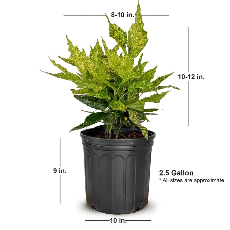 2.5 Gal - Variegated Gold Dust Aucuba, Live Evergreen Shrub