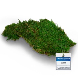 sphagnum-shop.com Plate Moss Preserved for Moss Pictures Decorative Moss Premium Quality Green 750g