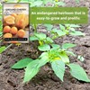Sow Right Seeds Sow Right Seeds - Ground Cherries Seeds
