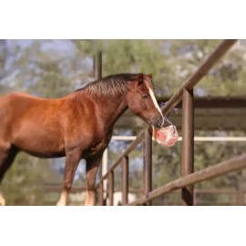Pink Salt Wall 2-Premium Himalayan Salt Lick Blocks 6LB AFFORDABLE for Equine Deer LIMITED TIME