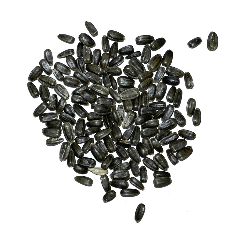 Seed Needs, Dwarf Teddy Sunflower Seeds - 100 Heirloom Seeds