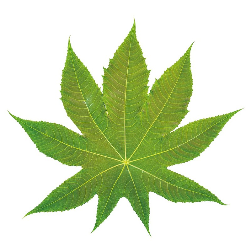 Eschlun 1 Cold Pressing Method, Castor Oil, 16.9 fl oz