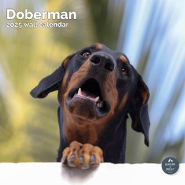 Baker and Bray Doberman Calendar 2025, Large Square Wall Calendar, 16 Month, Doberman Gift Dog Calendar.