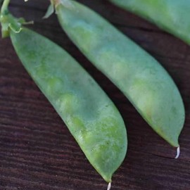 Organic Oregon Sugar Pod II Pea - 1 LB ~2,000 Seeds - Non-GMO, Open Pollinated, Heirloom, Vegetable Gardening Seeds