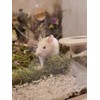 JFWOD 5L Forest Moss for Hamster Syrian Gerbils Bedding, Natural